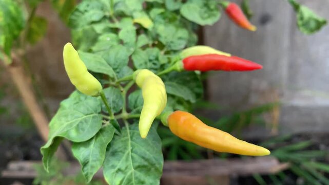 Chilies in the garden