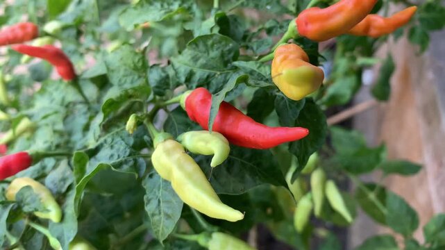 Chilies in the garden