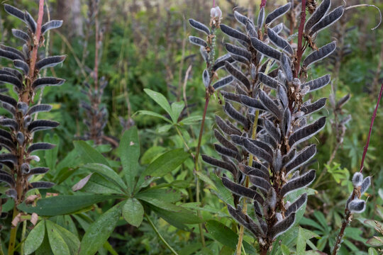 Several lupine stalks with fuzzy grey seed pods among green leaves. A rustic botanical scene with a moody naturecore and dark academia style.