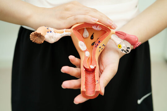 Uterus, Asian woman holding human anatomy model.