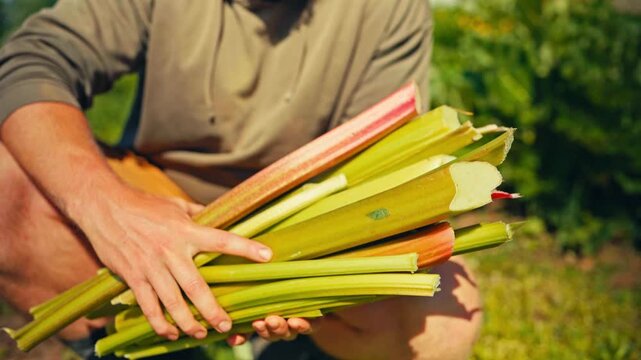 A close up view of a man holding freshly harvested rhubarb on a rural farm in Norway, highlighting the freshly picked stalks