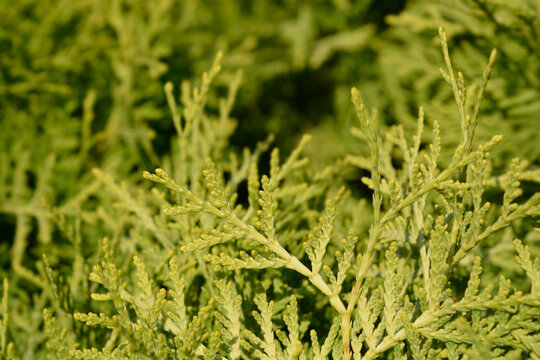 Close up shot of the vibrant yellow green leaves of a golden arborvitae shrub in a sunny garden - latin name - Thuja occidentalis Danica Aurea
