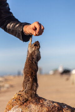 A cute California ground squirrel standing on a rock in Pebble Beach, California, USA, reaches up toward a human hand to receive some food.
