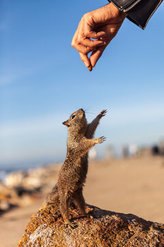 A cute California ground squirrel standing on a rock in Pebble Beach, California, USA, reaches up toward a human hand to receive some food.