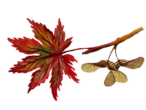 Hand-painted watercolor Japanese maple branch with red leaf and two samaras isolated on transparent background
