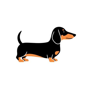 Minimalist black and tan dachshund vector on white background