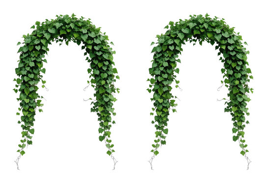 Pair of dense green ivy arches with rounded tops and long trailing ends