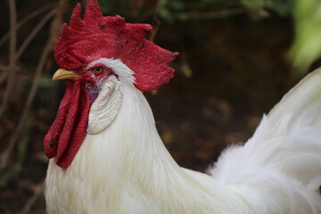 Proud rooster © Khauf
