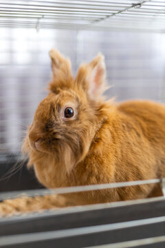 Front portrait of a brown rabbit in an indoor metal hutch cage for pet care banner and animal shelter poster background
