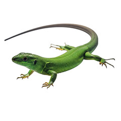 Fototapeta premium Vibrant green lizard with long tail detailed close-up