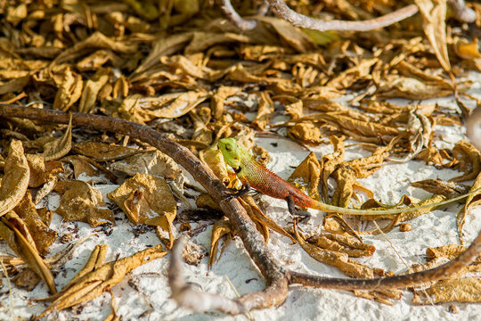 Oriental Garden Lizard Calotes Versicolor Macro