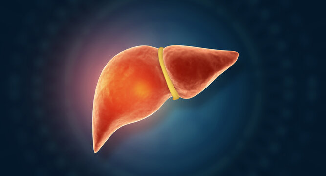 Detailed 3D anatomy illustration of a healthy human liver with its main blood vessels, isolated on a clean scientific background.