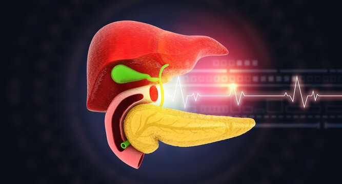 Detailed 3D anatomy illustration of a healthy human liver with its main blood vessels, isolated on a clean scientific background.