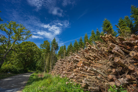 Large Stack of Cut Tree Branches and Logs by a Forest Road