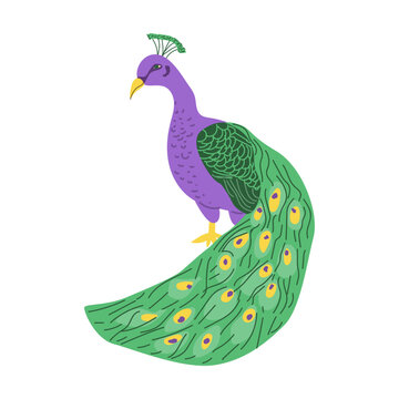 Indian peacock vector illustration isolated. Cartoon flat animal on transparent background. Peacock bird with feathers. Vector hand drawn clip art can used for embroidery, textile patterns, wallpapers