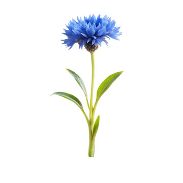 Single blue cornflower blossom with green leaves isolated on transparent background