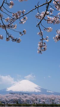 Mount Fuji and Sakura Blossoms in Spring (Vertical | Real Time | Panning): Filmed in Gotemba City, Shizuoka Pref., Japan.