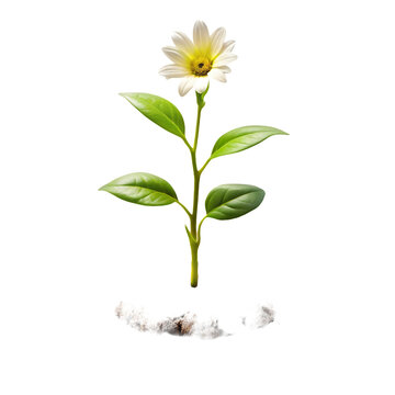 Delicate white daisy flower with green leaves on a stem isolated on transparent background