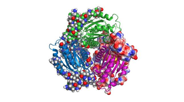Molecular protein structure model, colorful scientific biochemistry visualization, 3D atomic protein complex for medical research isolated PNG with Transparent Background