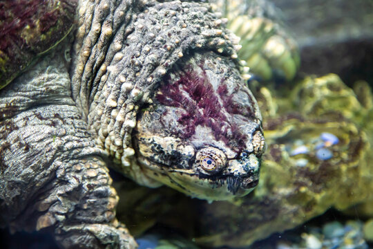 A caiman turtle on the seabed. Marine animals, reptiles, ecology.