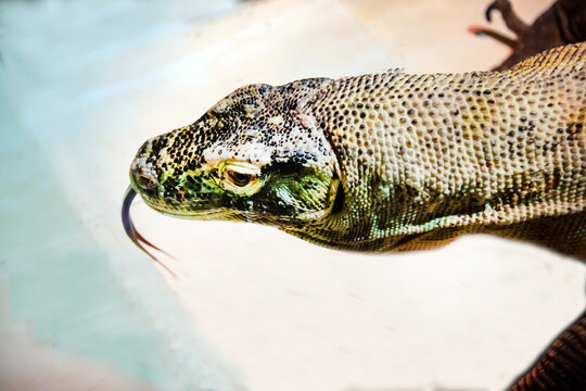 Komodo dragon with a long tongue on a light background. Marine animals, reptiles, ecology.