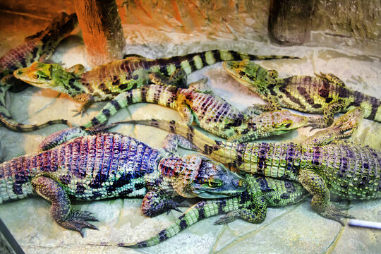 A group of young crocodiles are lying on a rock. Marine animals, reptiles, ecology.
