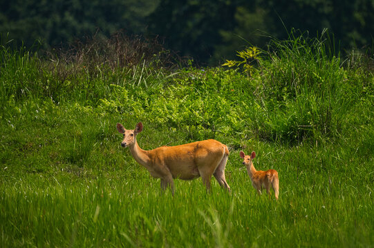 Swamp deer mother and calf walking through lush green grassland