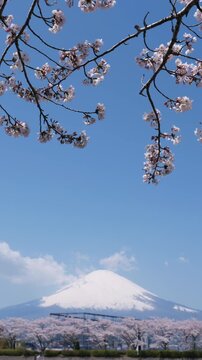 Mount Fuji and Cherry Blossoms under a Clear Blue Sky in Spring (Vertical | Real Time | ZOOM OUT): Filmed in Gotemba City, Shizuoka Pref., Japan.