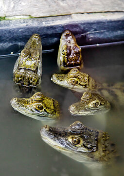 The heads of young crocodiles stick out of the water. Marine animals, reptiles, ecology.
