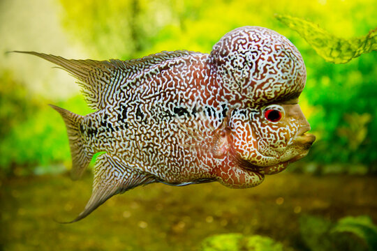 FLOWERHORN cichlid fish swims against the background of green water. Marine life, fish.