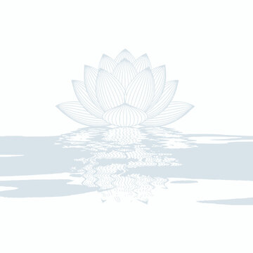 Lotus Flower Reflection Water Calm Zen Nature Isolated
