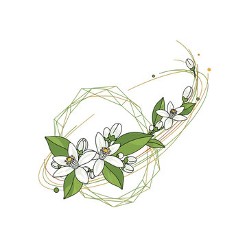 Orange Blossom Branch with Geometric Frame, Isolated