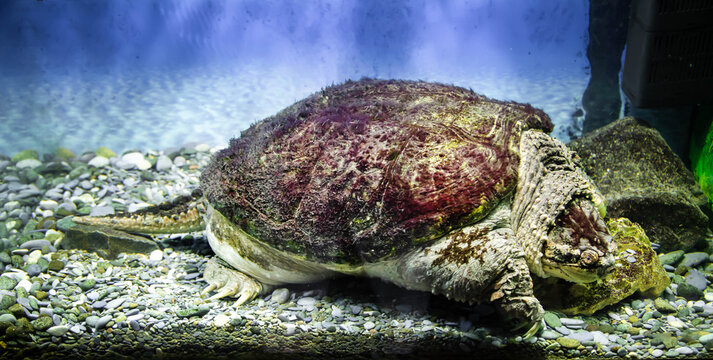 A caiman turtle on the seabed. Marine animals, reptiles, ecology.