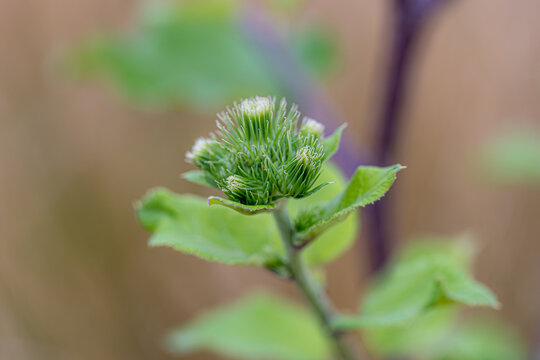 Green burdock plant budding in spring nature
