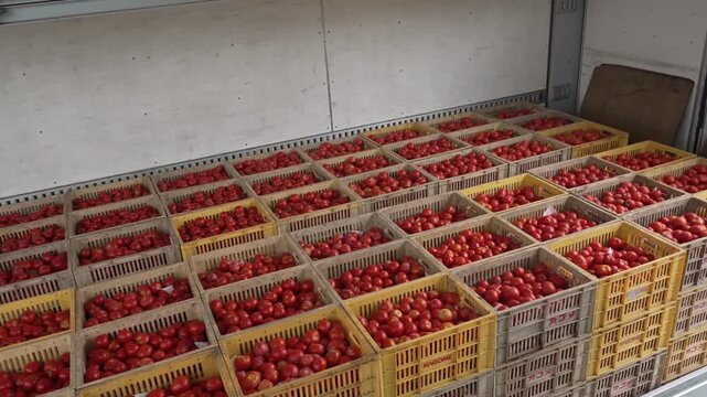 Rows of yellow crates packed with freshly harvested red tomatoes fill a factory receiving warehouse floor