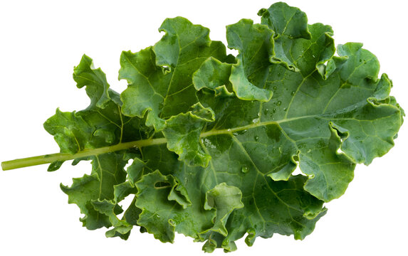 Fresh green kale leaves isolated on a white background, with clipping path, Perfect visual for healthy food marketing, detox juice branding, organic superfood concepts, and premium dietary product pac