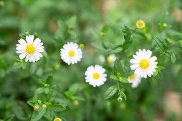 Fototapeta premium daisies in the grass