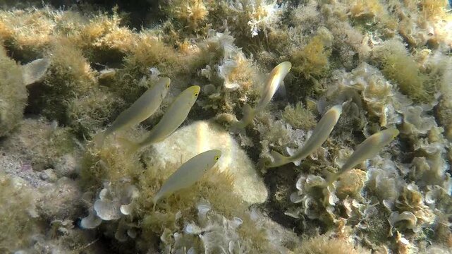 Goldfish in crystalline water feeding among marine algae at the bottom of a rocky reef off the coast of the Greek island of Thasos.