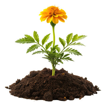 Bright orange marigold flower growing from a mound of soil isolated on transparent background