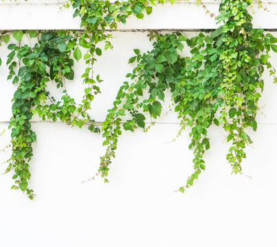 ivy leaves isolated on a white background