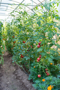 Healthy Tomato Plants Growing in Rows Inside a Greenhouse