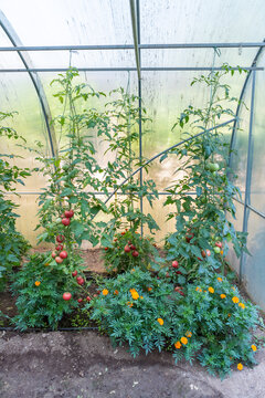 Healthy Tomato Plants with Ripe and Green Tomatoes in a Greenhouse
