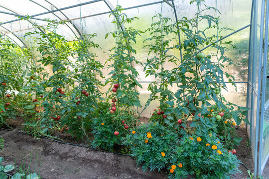 Healthy Tomato Plants with Abundant Fruit Growing Inside a Greenhouse