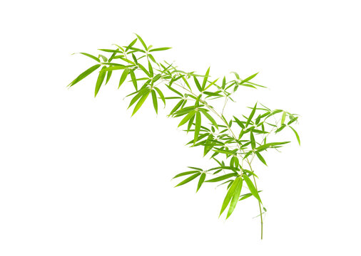 green bamboo leaves isolated on white background