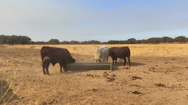 Toros comido en abrevadero en &eacute;poca de sequia verano 