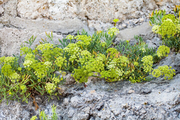 Fototapeta premium Wild Sea Fennel Growing Between Rocks on a Mediterranean CoastLeírás: