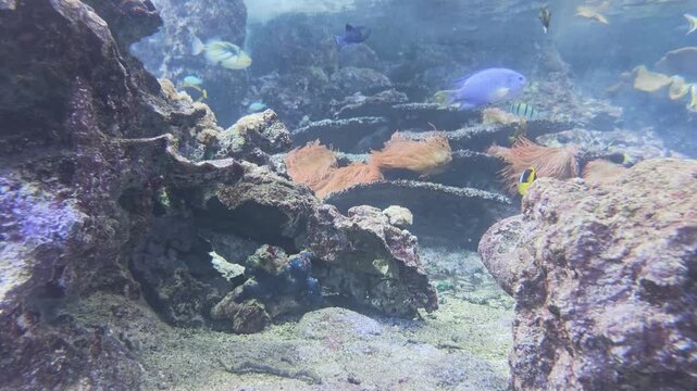 Tropical reef fish swim above sand and coral in a bright Indo-Pacific reef scene