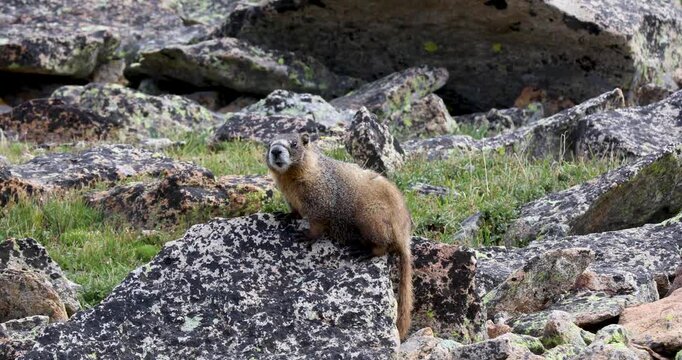 Video of a yellow-bellied marmot (Marmota flaviventer).