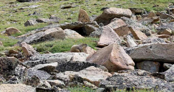 Video of a yellow-bellied marmot (Marmota flaviventer) and an American Pika