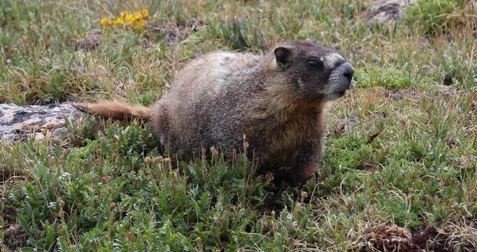 Video of a yellow-bellied marmot (Marmota flaviventer). Video is close up and the Marmot runs away.